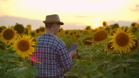 A-farmer-in-plaid-shirt-and-straw-hat-walks-across-the-field-with-big-yellow-sunflowers-and-examines-them.-He-writes-their-characteristics-to-ipad.